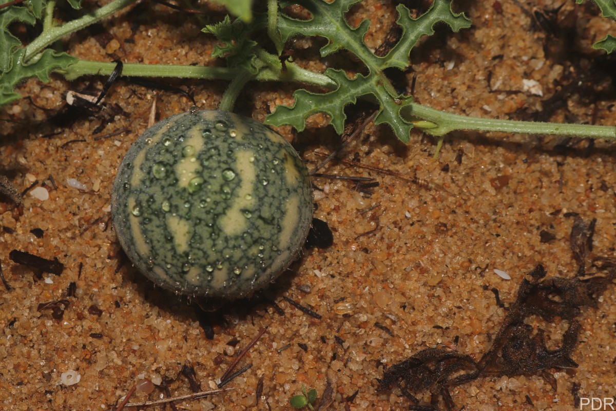 Citrullus colocynthis (L.) Schrad.